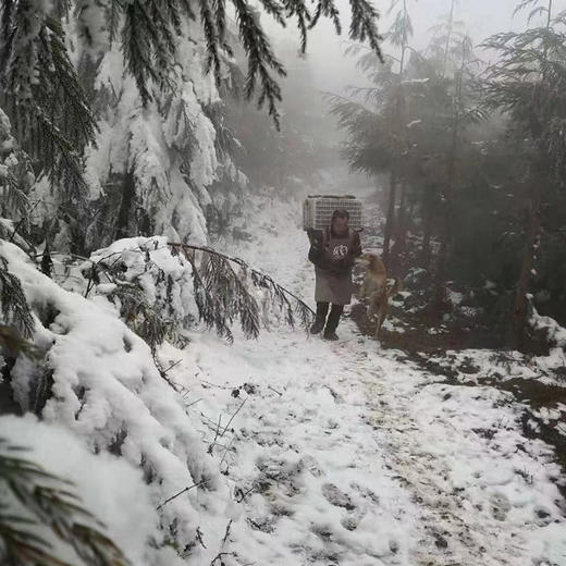 【云端上的有机雪山山药】冰激凌般软糯香软 连续年通过8年有机认证 生长在雅安宝兴2300米海拔的夹金山上 商品图8