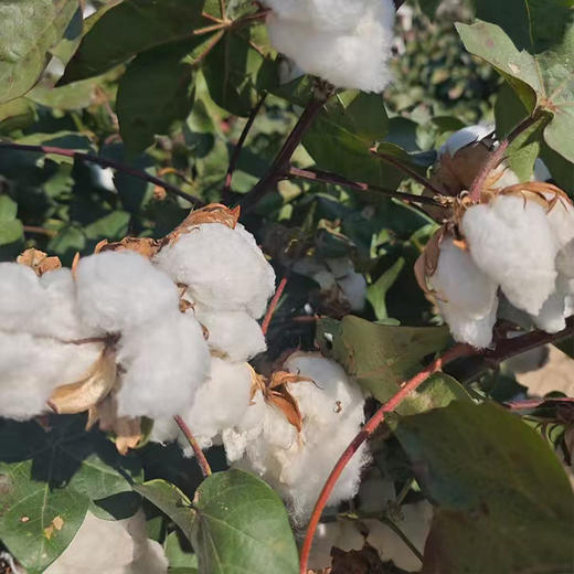 【正宗新疆棉花被】有着阳光味道的棉花被，采用南疆手采棉花，蓬松的纤维感，云朵般轻柔 商品图3