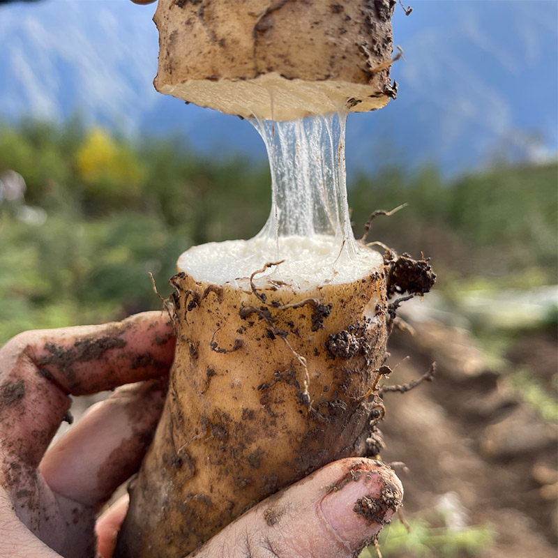 【云端上的有机雪山山药】冰激凌般软糯香软 连续年通过8年有机认证 生长在雅安宝兴2300米海拔的夹金山上