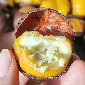 正宗迁西  燕山老树板栗 ·颗颗饱满，香、甜、糯，烤着吃、炖汤吃，炒菜吃都绝配哦！