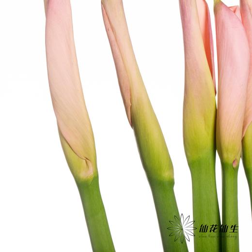 海芋 | 粉色（花苞紧闭状态发出） 商品图3