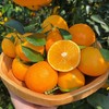 纯甜红美人果冻橙，口感最佳期多送1斤【顺丰发货，爱媛28号，无籽无渣，爆汁无酸，甜度一流，超薄果皮，出汁率满满】 商品缩略图1