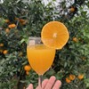 纯甜红美人果冻橙，口感最佳期多送1斤【顺丰发货，爱媛28号，无籽无渣，爆汁无酸，甜度一流，超薄果皮，出汁率满满】 商品缩略图7