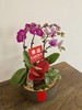 蝴蝶兰/MXY388 商品缩略图1