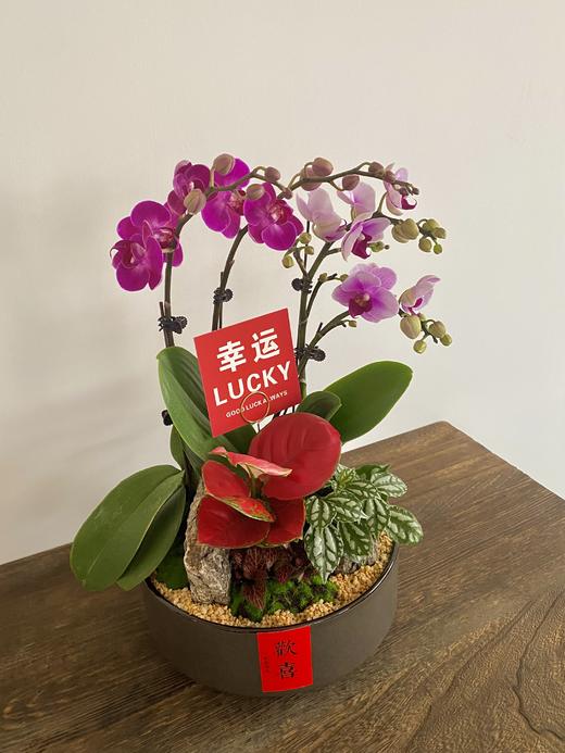 蝴蝶兰/MXY388 商品图1