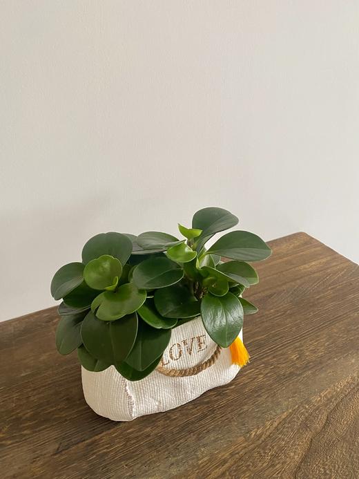 碧玉/KC68 商品图1