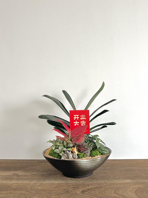 君子兰/MGS468 商品图0