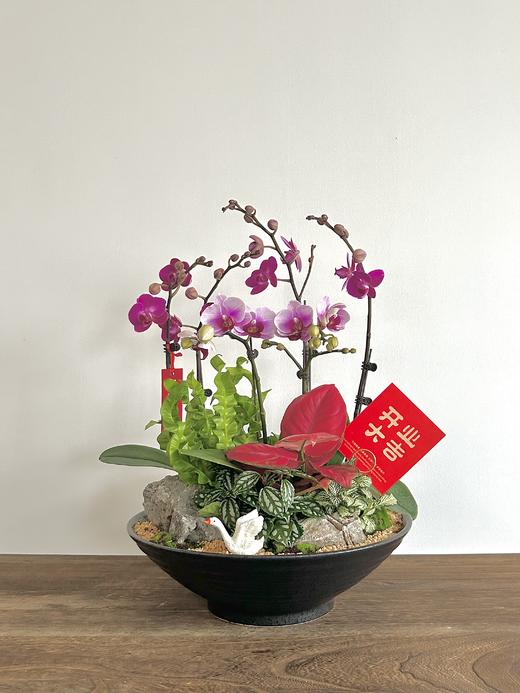 蝴蝶兰/ALBB黑468 商品图0