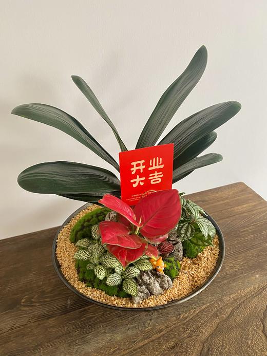 君子兰/MGS468 商品图1