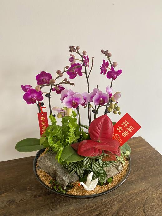 蝴蝶兰/ALBB黑468 商品图1