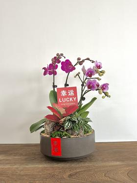 蝴蝶兰/MXY388