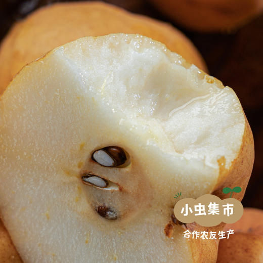 生态冰淇淋丑梨/佛手梨 | 合作农友生产，来自山东小沽河，生产者：小康园主 *【公平贸易农人定价】 商品图6