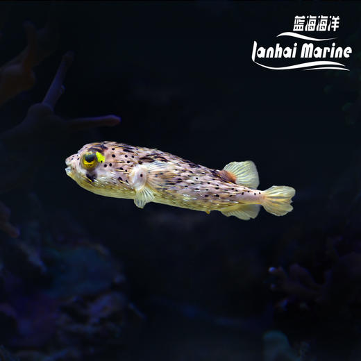 刺豚 商品图0