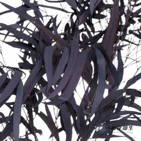 永生花材 | 小米果叶紫色