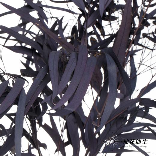 永生花材 | 小米果叶紫色 商品图0