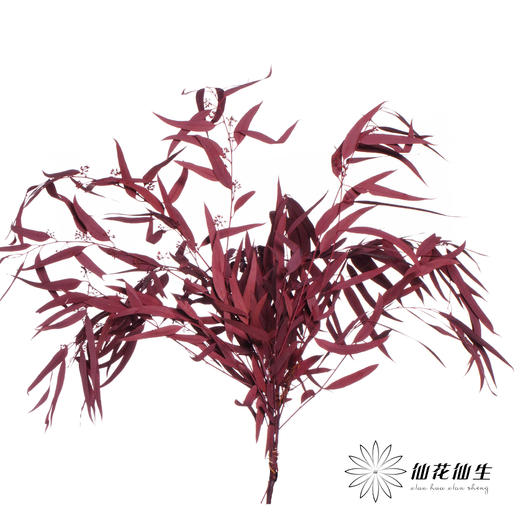 永生花材 | 小米果叶红色 商品图1