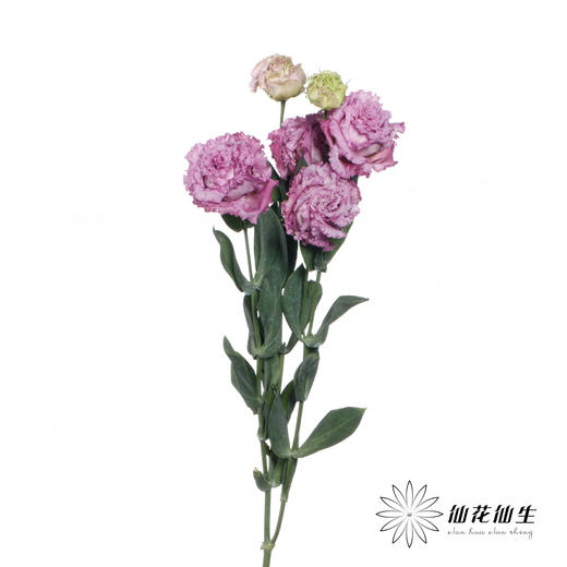 洋桔梗 | 葡萄紫 商品图4