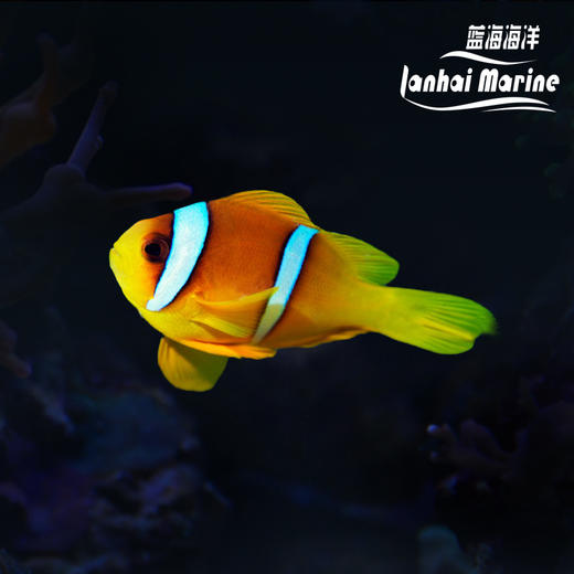 红海金双带小丑 商品图0