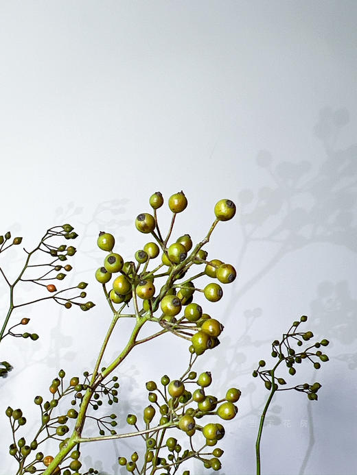 【AB级绿色山归来】1扎约3-5支/份 长约100-120cm（单独发货） 商品图12