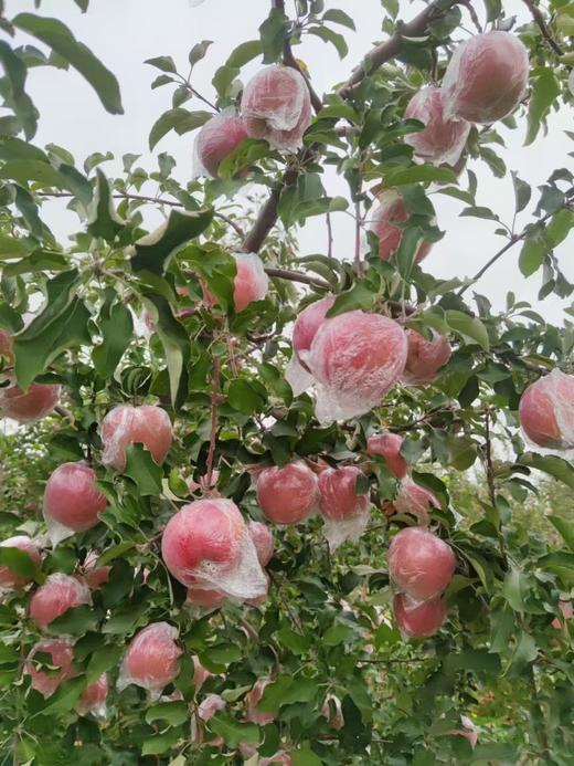 果园直销富硒红富士爆甜精品包装泡沫礼盒红富士新鲜苹果水果带箱9.5-10斤装偏远不发 商品图2