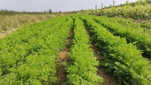 【生命食物】山西净土生态胡萝卜、白萝卜，净重5斤/箱包邮。 商品图6