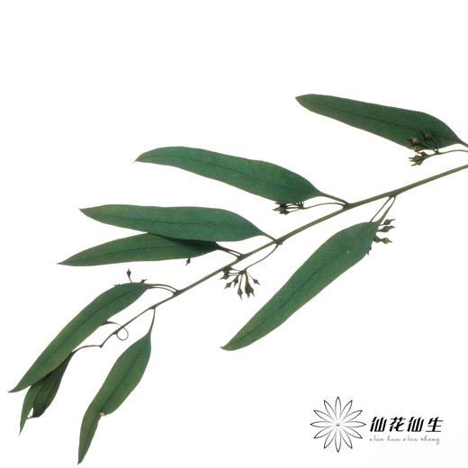 永生花材 | 小米果叶绿色 商品图3
