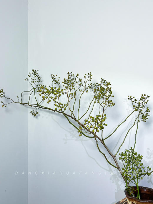 【AB级绿色山归来】1扎约3-5支/份 长约100-120cm（单独发货） 商品图3