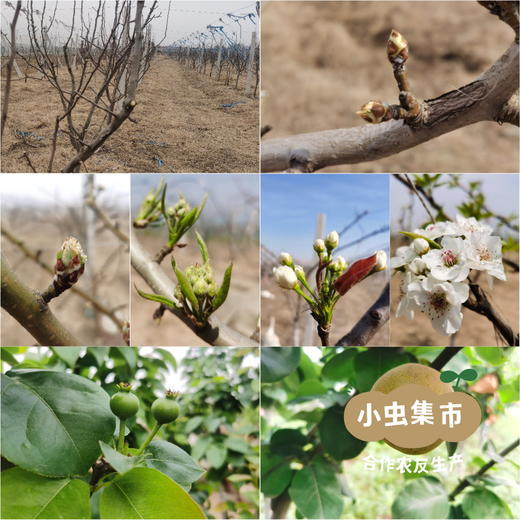 生态冰淇淋丑梨/佛手梨 | 合作农友生产，来自山东小沽河，生产者：小康园主 *【公平贸易农人定价】 商品图14