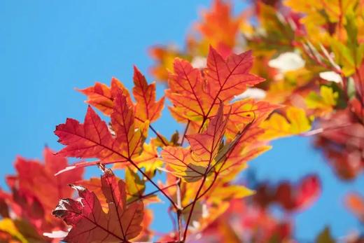 户外@【荞见枫叶】岭南红叶世界+浪漫荞麦花1天 商品图3