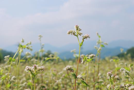 户外@【荞见枫叶】岭南红叶世界+浪漫荞麦花1天 商品图4
