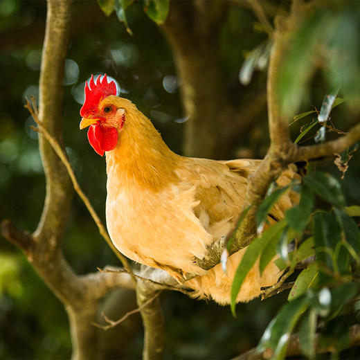 【广西帮扶】农贝贝丨正宗三黄鸡 山林放养 （≥800g/只）（多规格可选） 商品图1