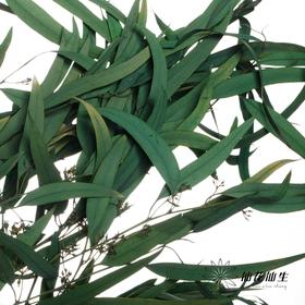 永生花材 | 小米果叶绿色