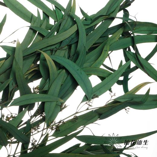永生花材 | 小米果叶绿色 商品图0