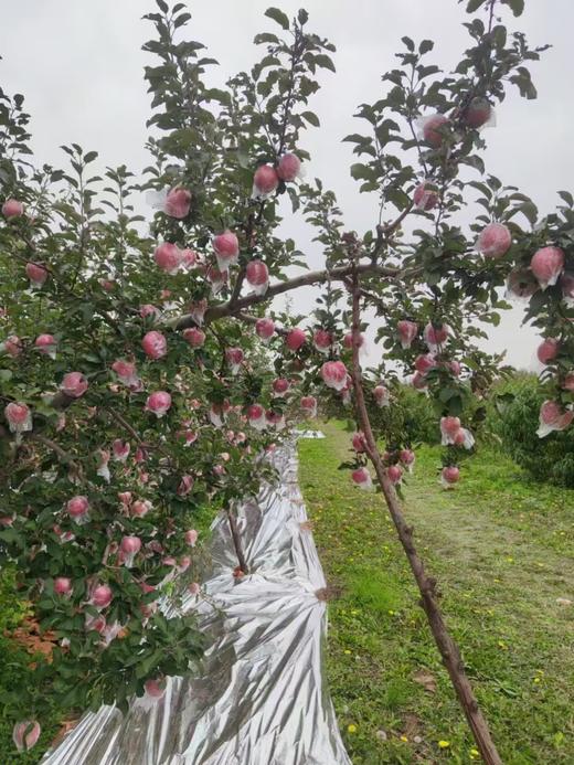 果园直销富硒红富士爆甜精品包装泡沫礼盒红富士新鲜苹果水果带箱9.5-10斤装偏远不发 商品图4