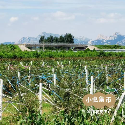 生态冰淇淋丑梨/佛手梨 | 合作农友生产，来自山东小沽河，生产者：小康园主 *【公平贸易农人定价】 商品图13