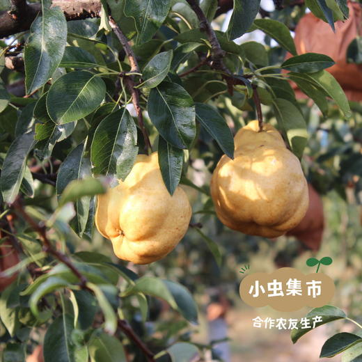 生态冰淇淋丑梨/佛手梨 | 合作农友生产，来自山东小沽河，生产者：小康园主 *【公平贸易农人定价】 商品图12
