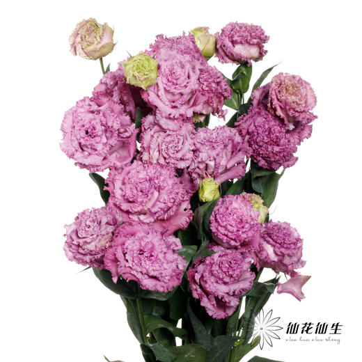 洋桔梗 | 葡萄紫 商品图1