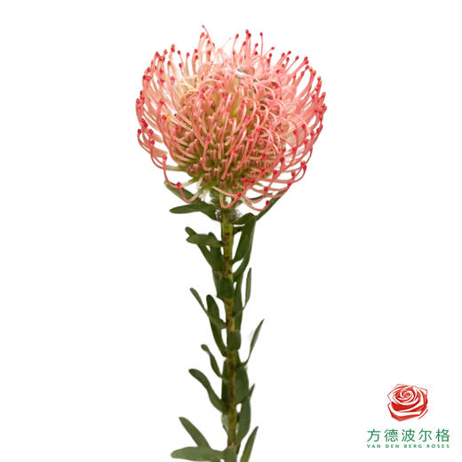 针垫-粉色 1支 商品图1