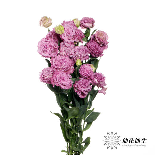 洋桔梗 | 葡萄紫 商品图2