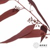 永生花材 | 小米果叶红色 商品缩略图4