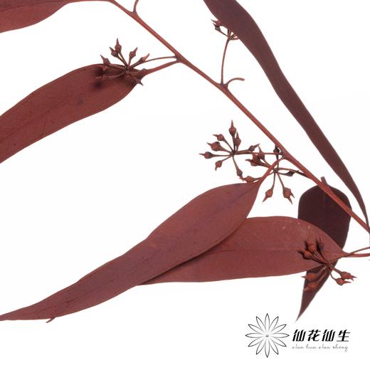 永生花材 | 小米果叶红色 商品图4