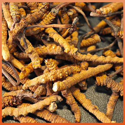 苗家圆圆那曲冬虫夏草断虫草 正宗那曲虫草滋补珍品 今年干货自用首选 10g/30g/50g/100g 顺丰包邮 商品图2