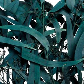 永生花材 | 小米果叶蓝色