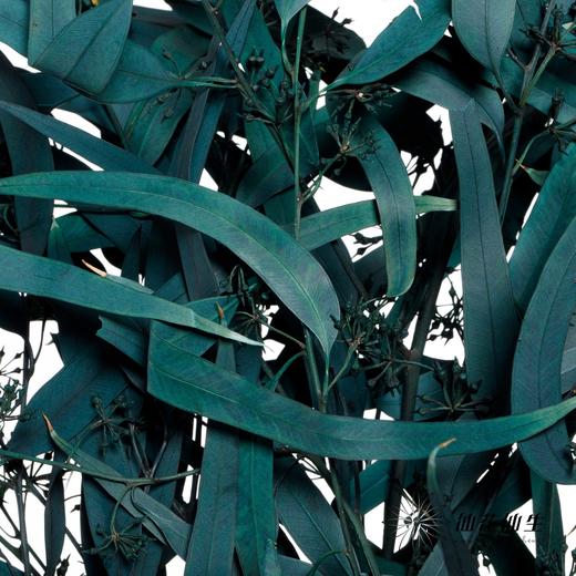 永生花材 | 小米果叶蓝色 商品图0