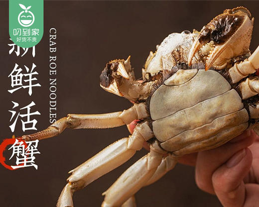 【叼蟹】江苏大闸蟹-母蟹（6只/箱 单只150g±10g） 商品图1