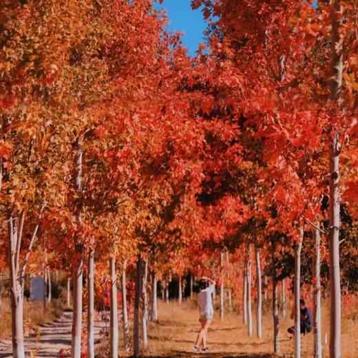 户外@【荞见枫叶】岭南红叶世界+浪漫荞麦花1天 商品图0