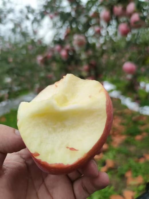 果园直销富硒红富士爆甜精品包装泡沫礼盒红富士新鲜苹果水果带箱9.5-10斤装偏远不发 商品图5