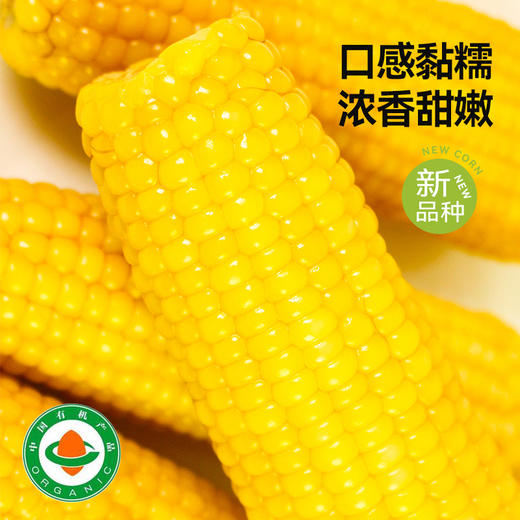 农场鲜食甜糯玉米东北真空速食玉米轻食代餐美味营养 商品图3