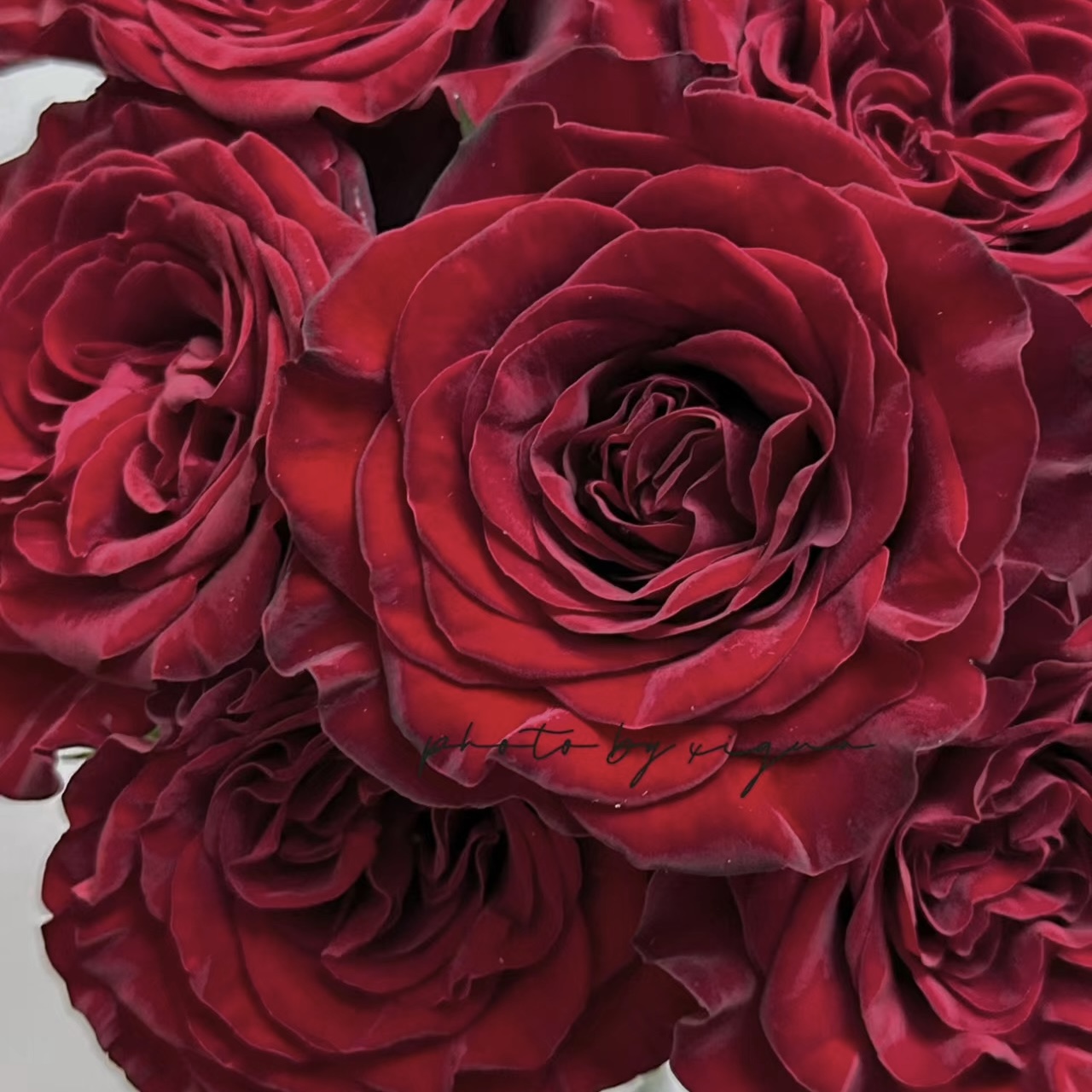 单头玫瑰 | 红心梅拉