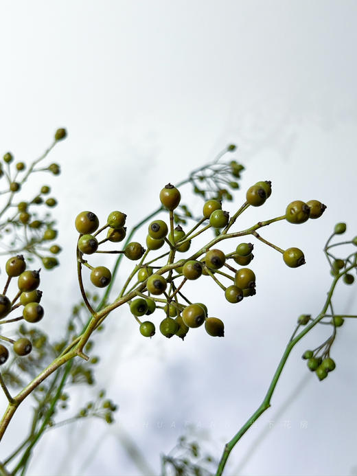 【AB级绿色山归来】1扎约3-5支/份 长约100-120cm（单独发货） 商品图13